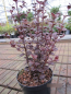Preview: Schopfmyrthe Schwarze Perle - Lophomyrthus x ralphi Black Pearl